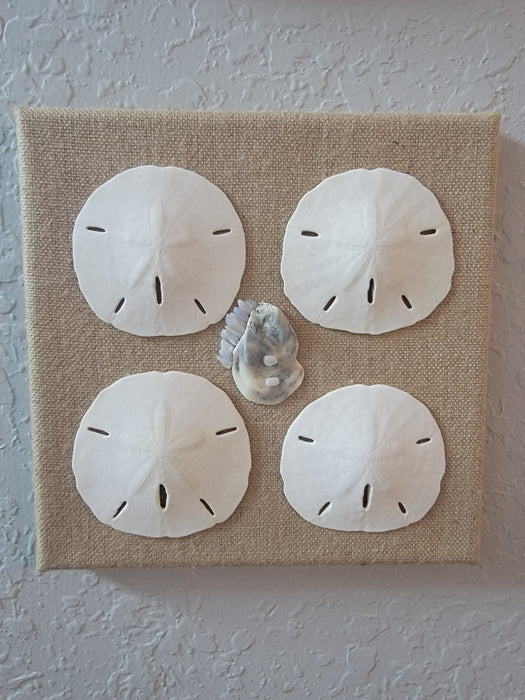 Sand Dollars, Oyster Shard, Blue Lace Agate, and White Moonstone on Canvas