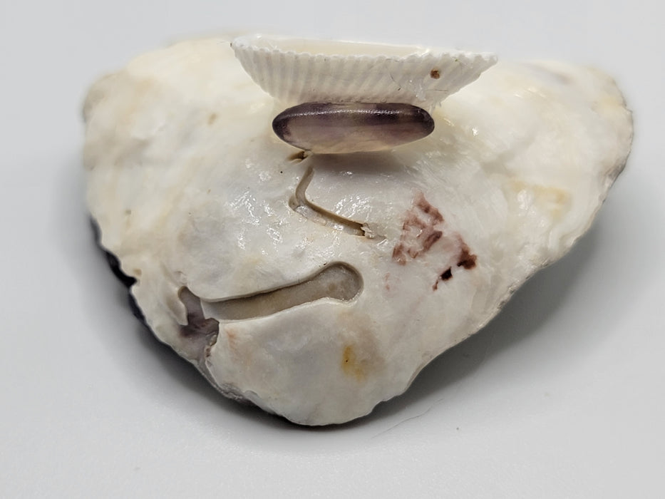 Oyster Shell Amethyst and Aquamarine Trinket Dish