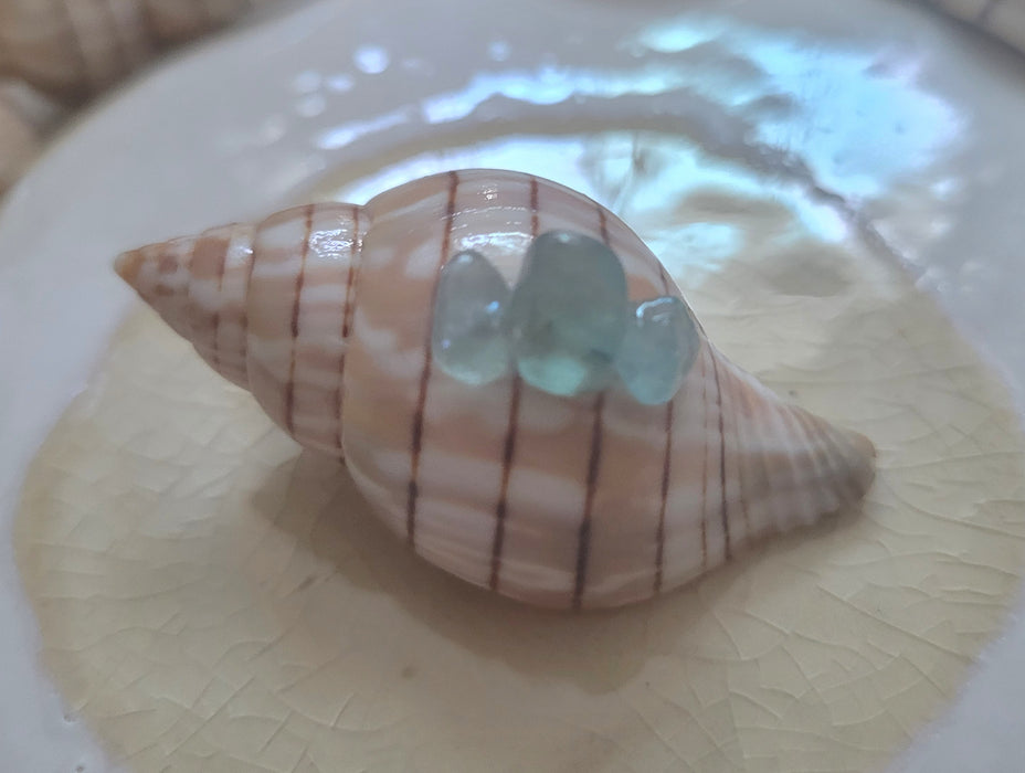 Small Embellished Banded Tulip Shell with Apatite (1.75 in.)