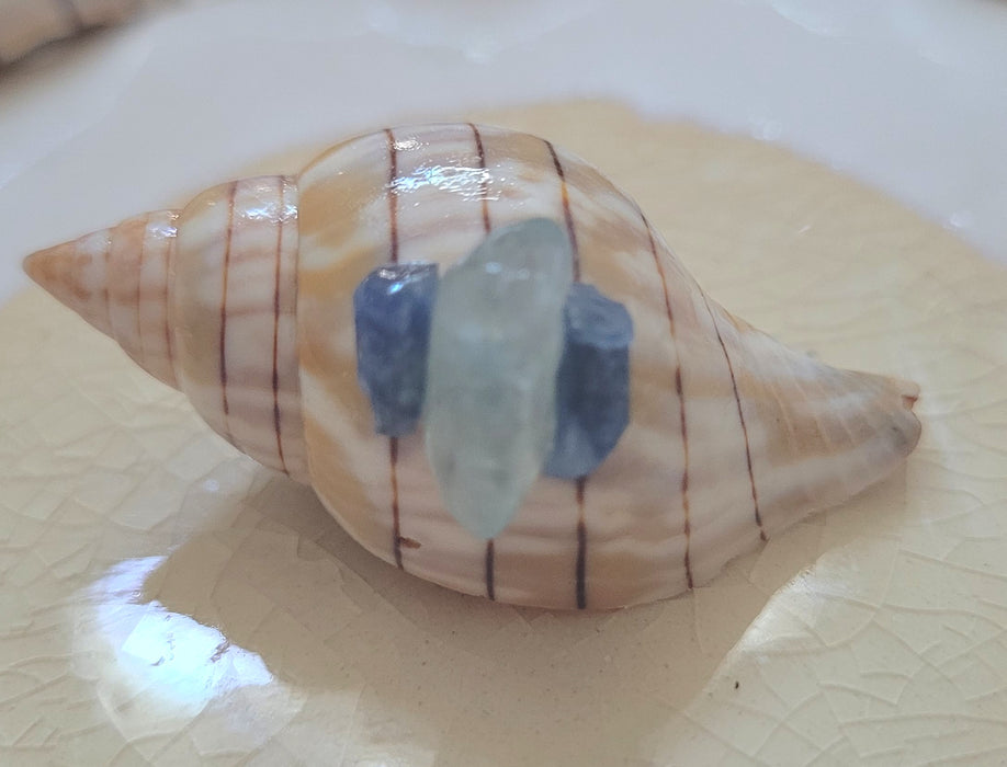 Small Embellished Banded Tulip Shell with Apatite and Sapphire (1.5 in.)