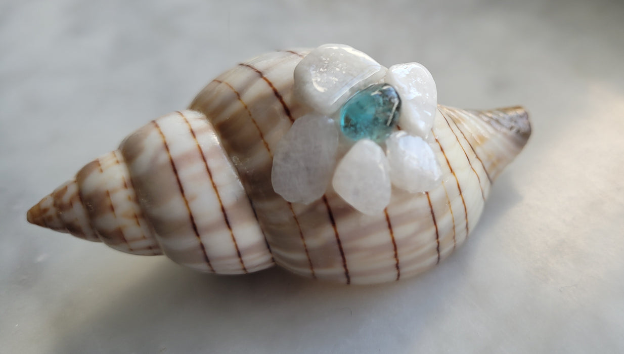 Embellished Banded Tulip Shell with Moonstone and Apatite  (2.5 in.)