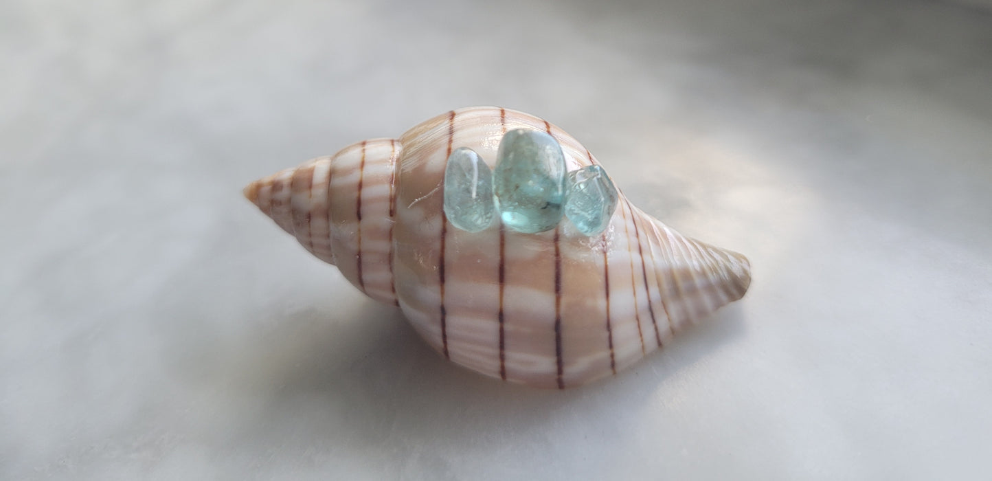 Small Embellished Banded Tulip Shell with Apatite (1.75 in.)