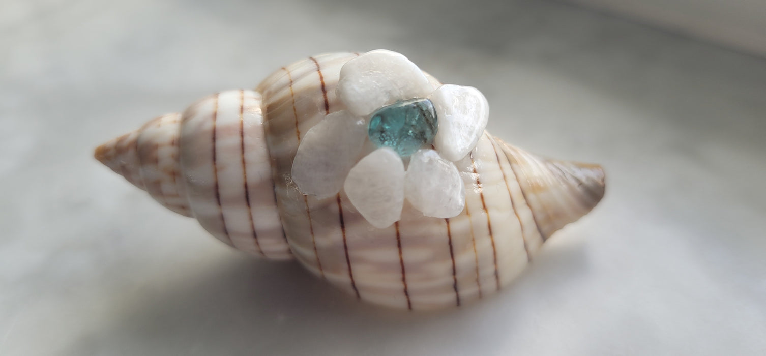Embellished Banded Tulip Shell with Moonstone and Apatite  (2.5 in.)