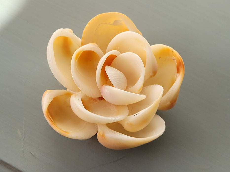 Small Shell Flower Cream